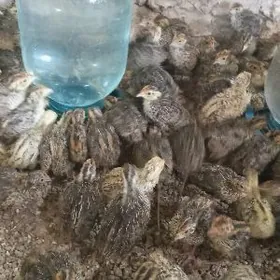 Bedene jüje Faron fenikis