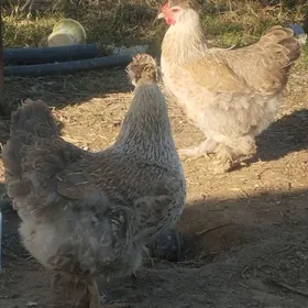 TOWULAR TASKENT BALGAR HEMME