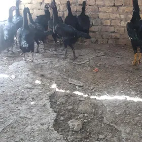 baes  tovuklaryn  tohumy  satl