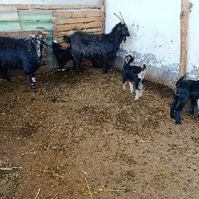 ekiz urkaçy owlakly geçi