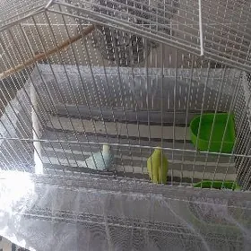 волнистые попугаи