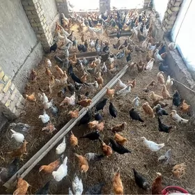 towuk jüýje 4aýdan geçen