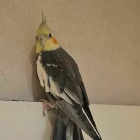 Продам Кореллу с клеткой