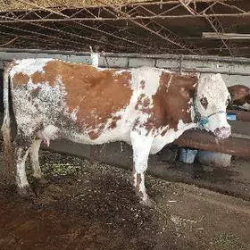 сименталь саглык сыгыр