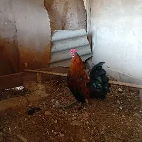 Карлик Хораз