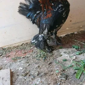 Япончик. Yaponcik