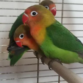 nerazluçnik popugay