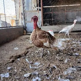 INDUK GUS HORAZ GAZ ORDEK