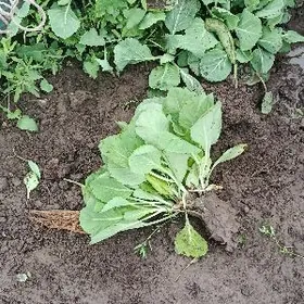 irki kelemiñ nahaly