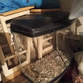 аквариум akwarium