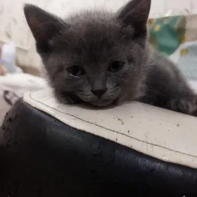 Котята Британцы