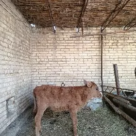 gyssagly satlyk okuzce