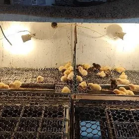 Bedene 1 gün bolan Inkubator