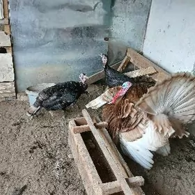 сатлык авган индуклар