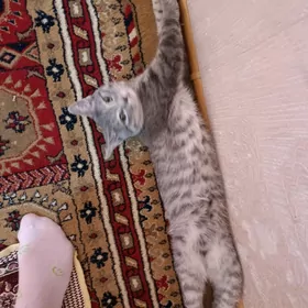 персидский кот