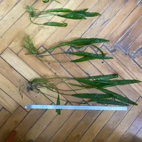 растения для аквариума