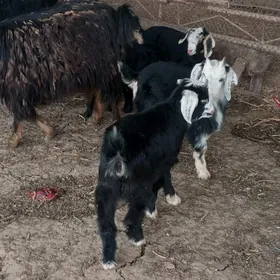 Ekiz owlakly geçi 5 sany