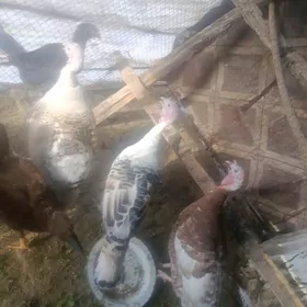 guzlap duran induklar 3.4sany