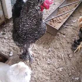 товук. юмуртга