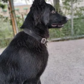 На спаривание