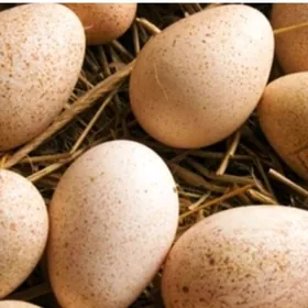 яйца индюшиные& ýumurtga