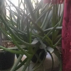 Продается алоэ лечебное