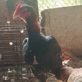 BAÝSOW HORAZ JUJE SATLYK