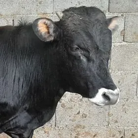 2 Ökiz şiwes tohum arsa malar