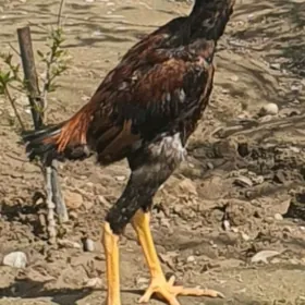 ташкент  хороз