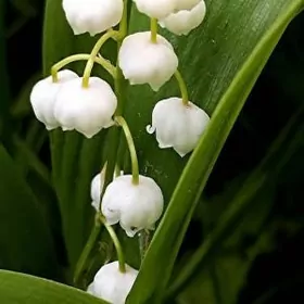 Цветы Ландыши