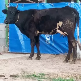 GİBRİT GÖLELİ SYGYR