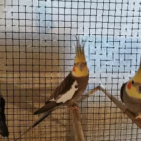 Papugay gus Попугай