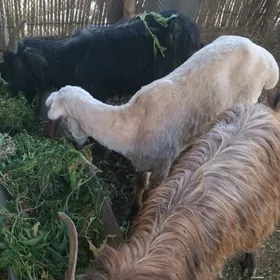 işşek goç biçilen