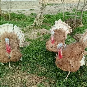 Owgan induk Индук