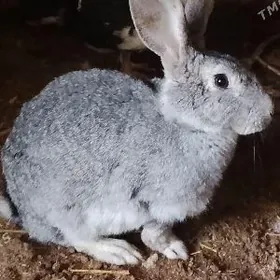 ARASSA WELİKAN BEÇLERİ SATLYK