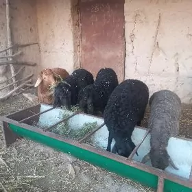 Гоюн ,гузулы гоюн