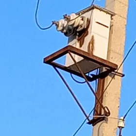 Tepe nomik altymüñlik