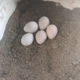 Indyuk  yumurtgasy индюк