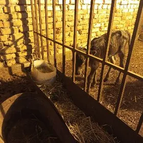 Golleli sygyr taze guzlan