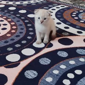 Котята- 2 месяцев