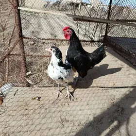 Pastoý karlik ýaponçik bar 