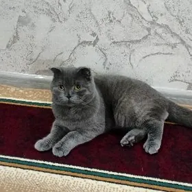 Кот на случку