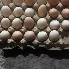 Brama towuk yumurtga