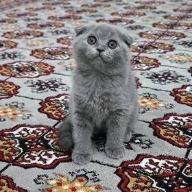 pişik yatyk gulak веслоухий