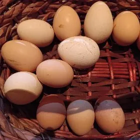 яйца цесарок