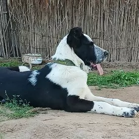 Lebap welayaty Hojambaz