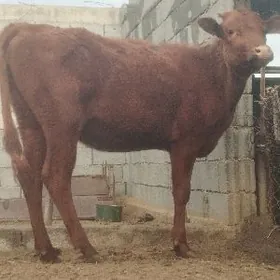 Arginal şiwes tüweler