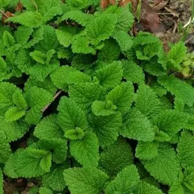 Мелисса(мята лимонная)