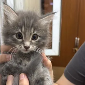 Котятки,kiçi pişikler