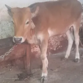 tùwe 1 ÿas 8 aÿlyk